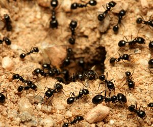 خدمة مكافحة النمل الاسود