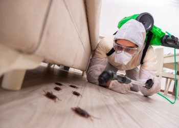Best-Pest-Control-Companies-in-Chicago-scaled