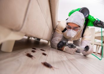 Best-Pest-Control-Companies-in-Chicago-scaled Best-Pest-Control-Companies-in-Chicago-scaled