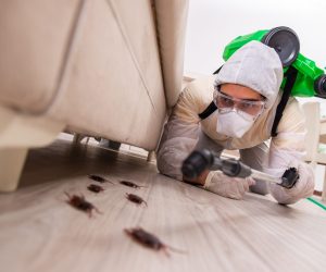 Best-Pest-Control-Companies-in-Chicago-scaled